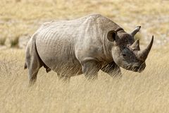 Tiere im Etosha-Park