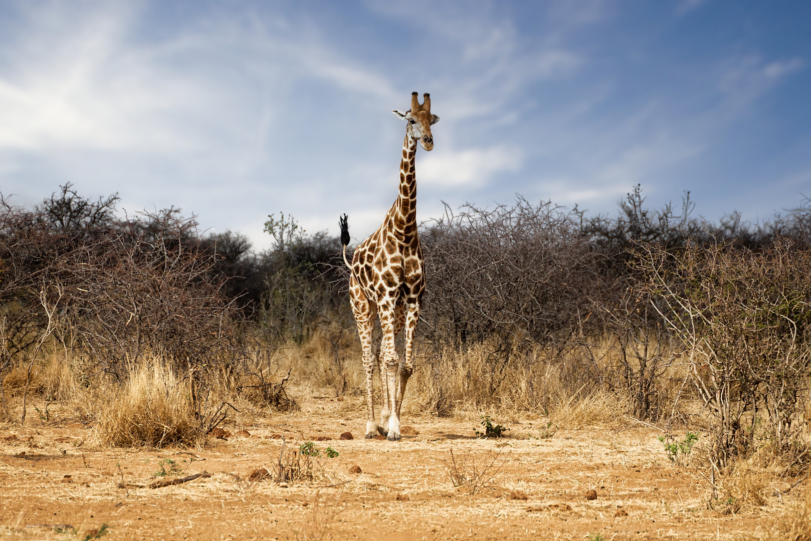 Tiere im Etosha-Park