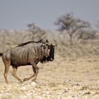 Tiere im Etosha-Park