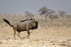 Tiere im Etosha-Park