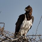 Tiere im Etosha-Park