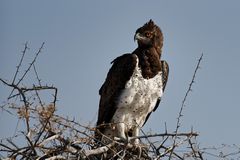 Tiere im Etosha-Park