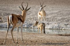 Tiere im Etosha-Park