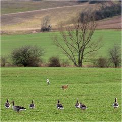 Tiere im Frühling