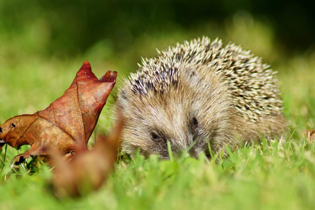 Tiere im Garten