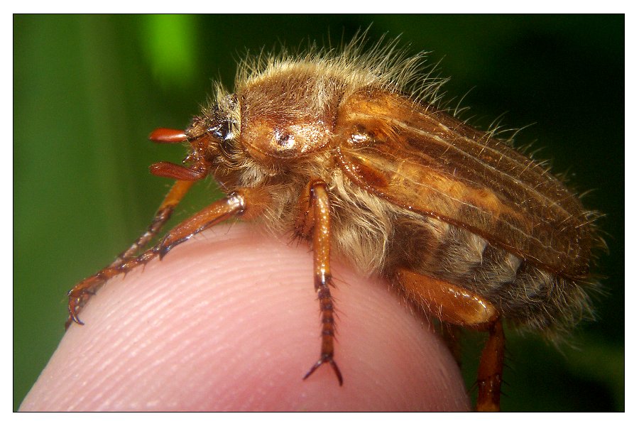 Tiere im Garten I - Nach dem Mai- kommt der Junikäfer