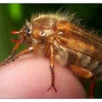 Tiere im Garten I - Nach dem Mai- kommt der Junikäfer