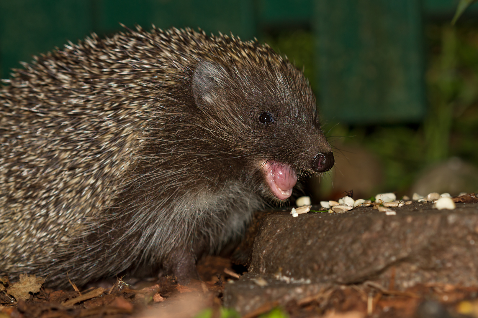 Tiere im Garten Igel 9 (6)