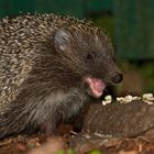 Tiere im Garten Igel 9 (6)