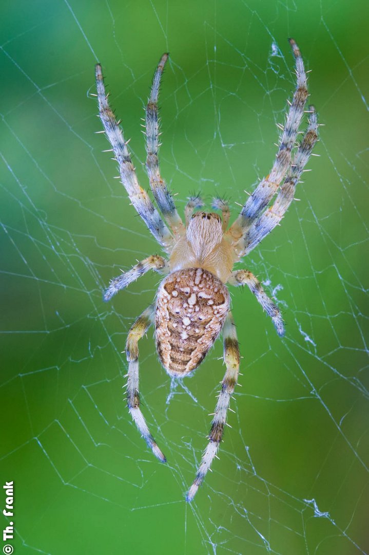 Tiere im Garten unter die Lupe genommen