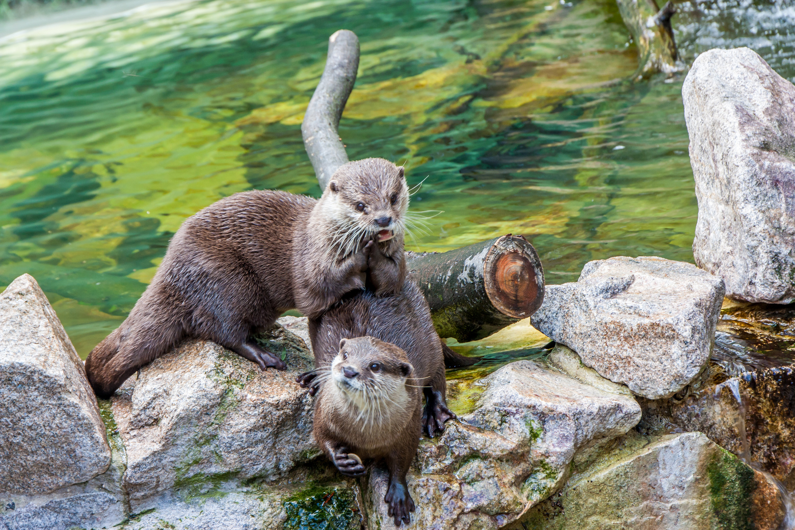 Tiere im Heidelberger Zoo