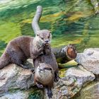 Tiere im Heidelberger Zoo