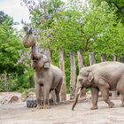 Tiere im Heidelberger Zoo