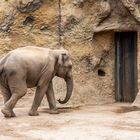 Tiere im Heidelberger Zoo