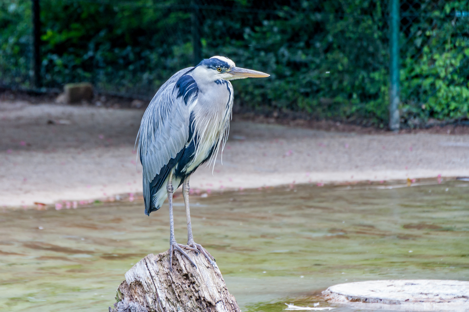 Tiere im Heidelberger Zoo