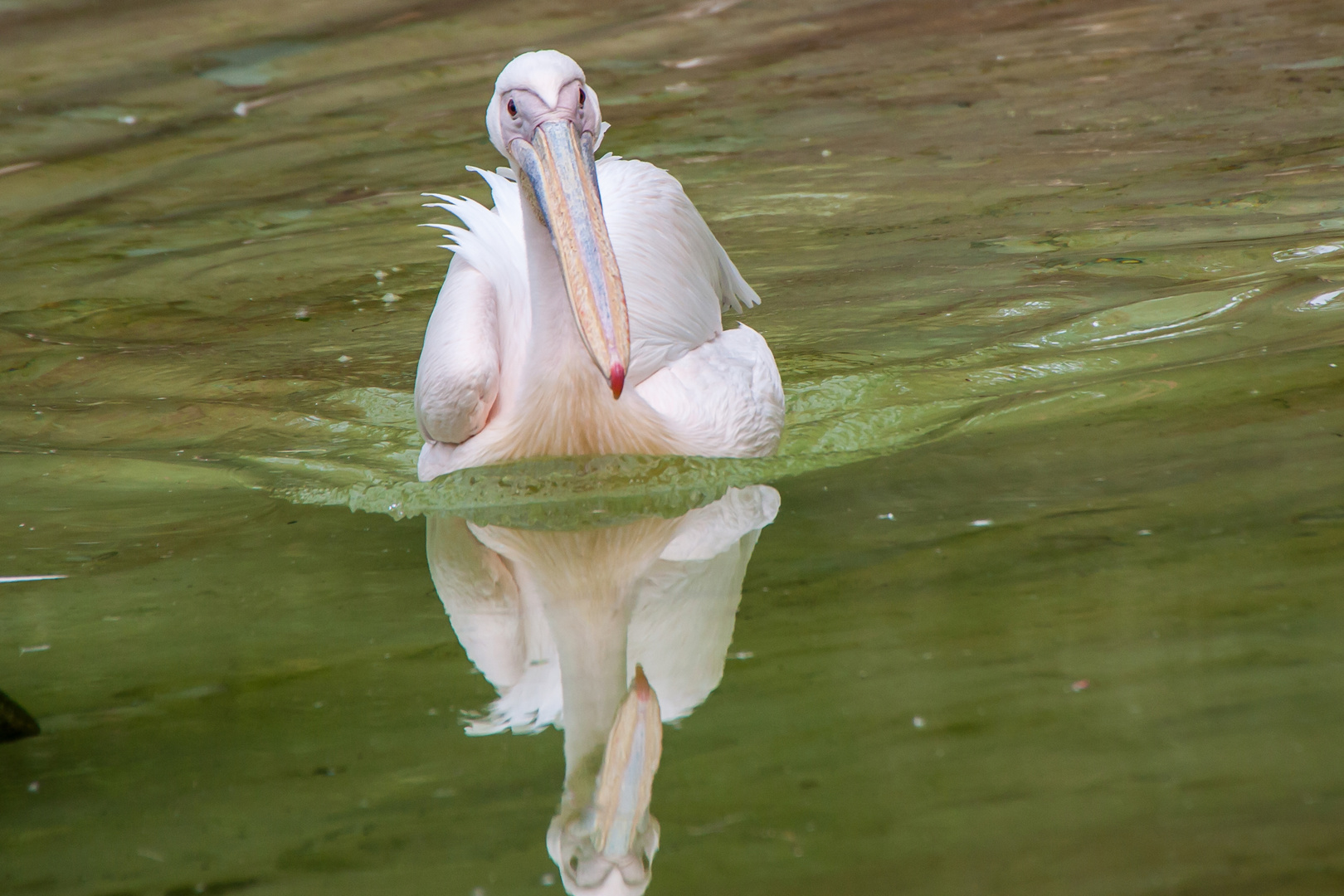 Tiere im Heidelberger Zoo