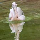 Tiere im Heidelberger Zoo