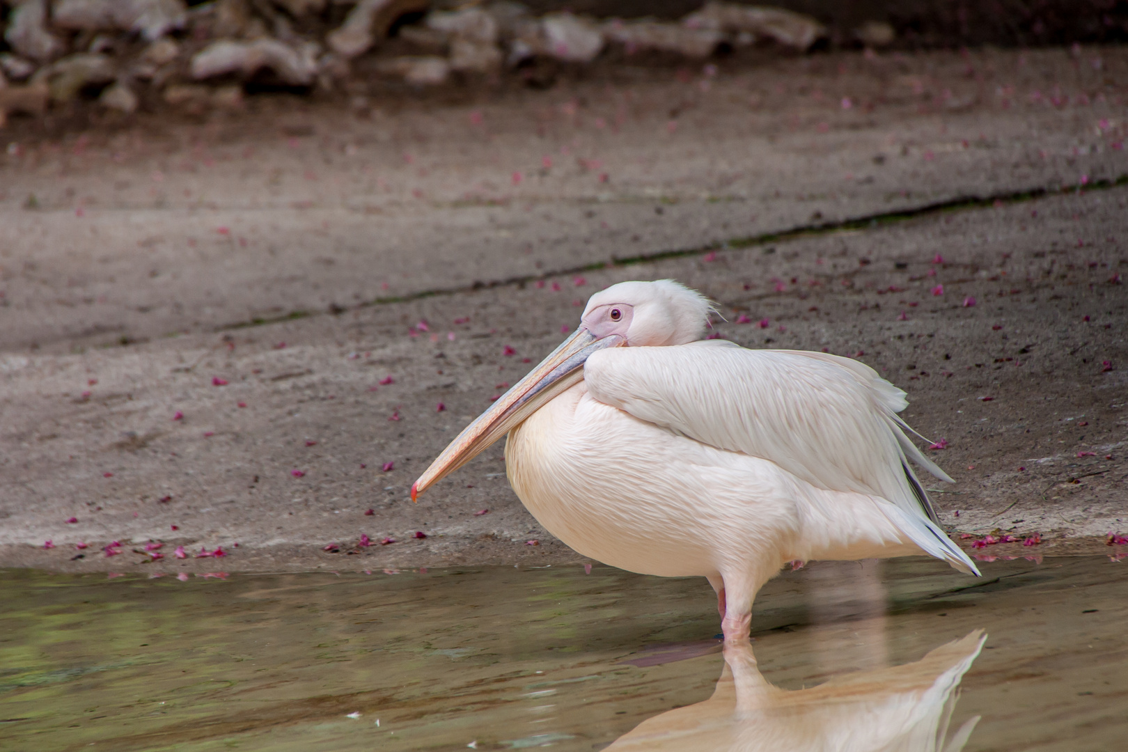 Tiere im Heidelberger Zoo