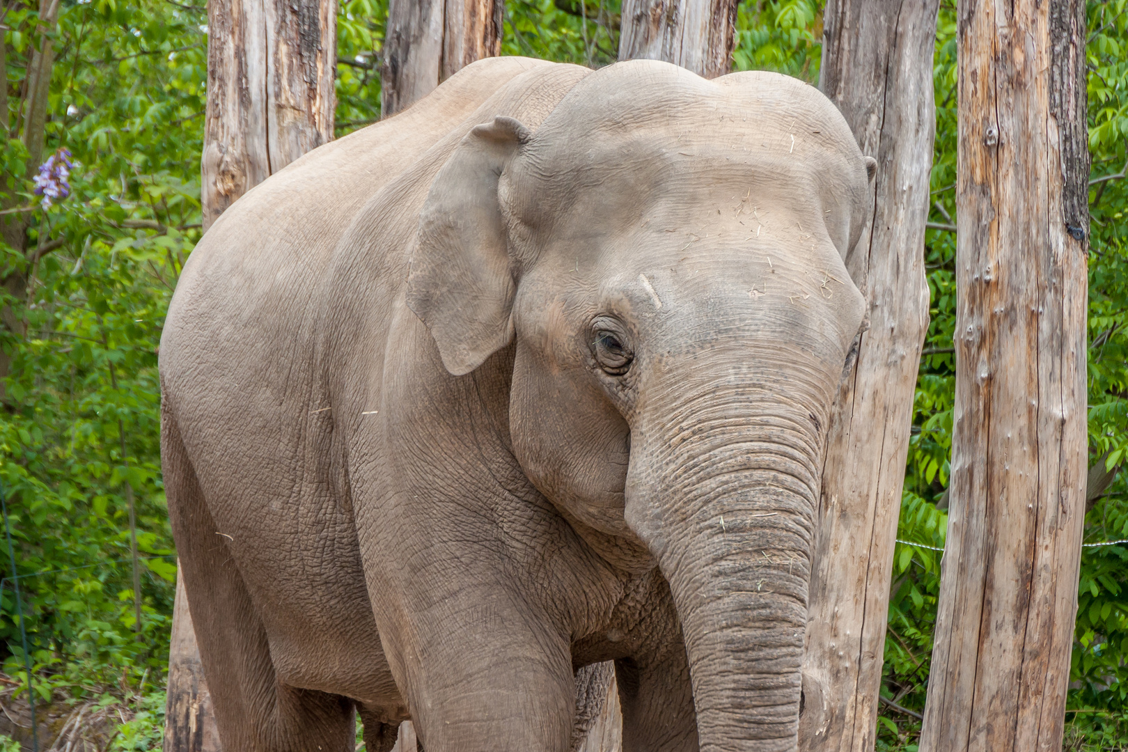 Tiere im Heidelberger Zoo