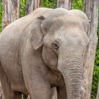 Tiere im Heidelberger Zoo