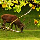  Tiere im Herbstwald