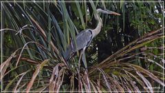 Tiere im Orinoco-Delta 1..................