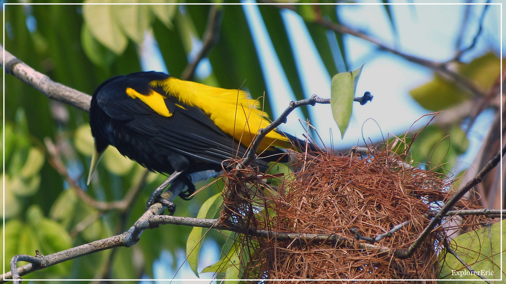 Tiere im Orinoco-Delta 10.............