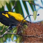 Tiere im Orinoco-Delta 10.............