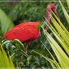 Tiere im Orinoco-Delta 11............