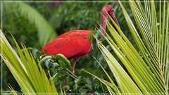 Tiere im Orinoco-Delta 11............