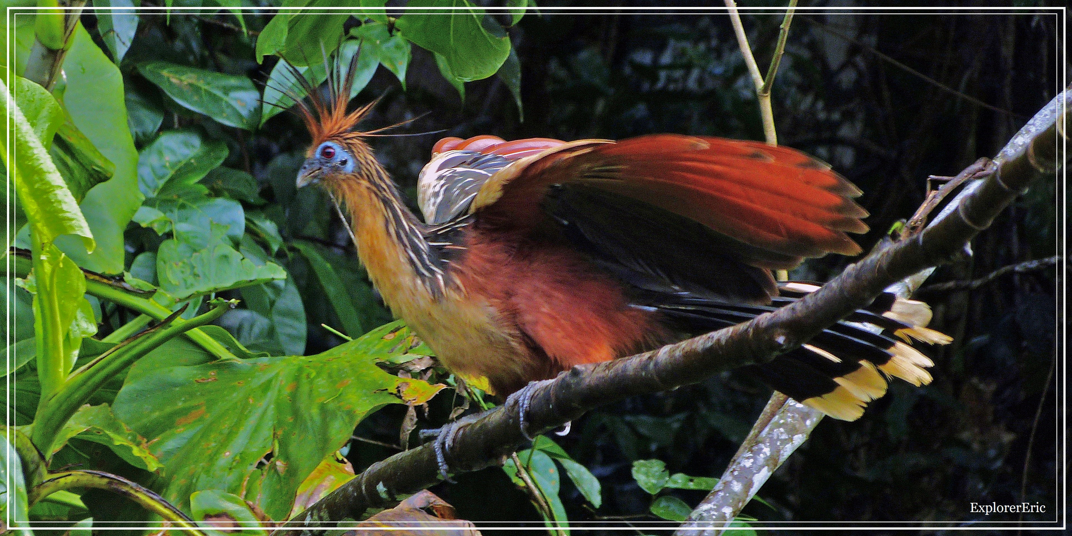 Tiere im Orinoco-Delta 2....................