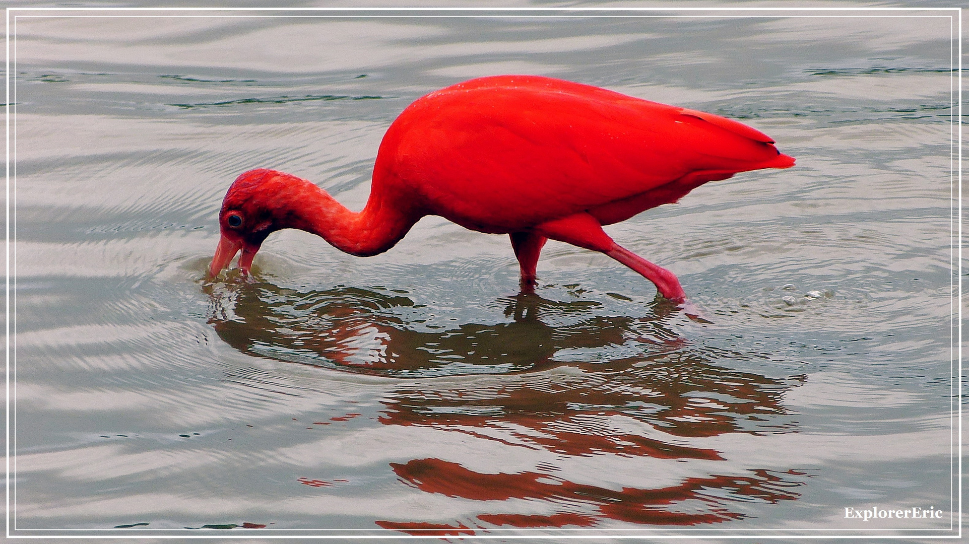 Tiere im Orinoco-Delta 4..............