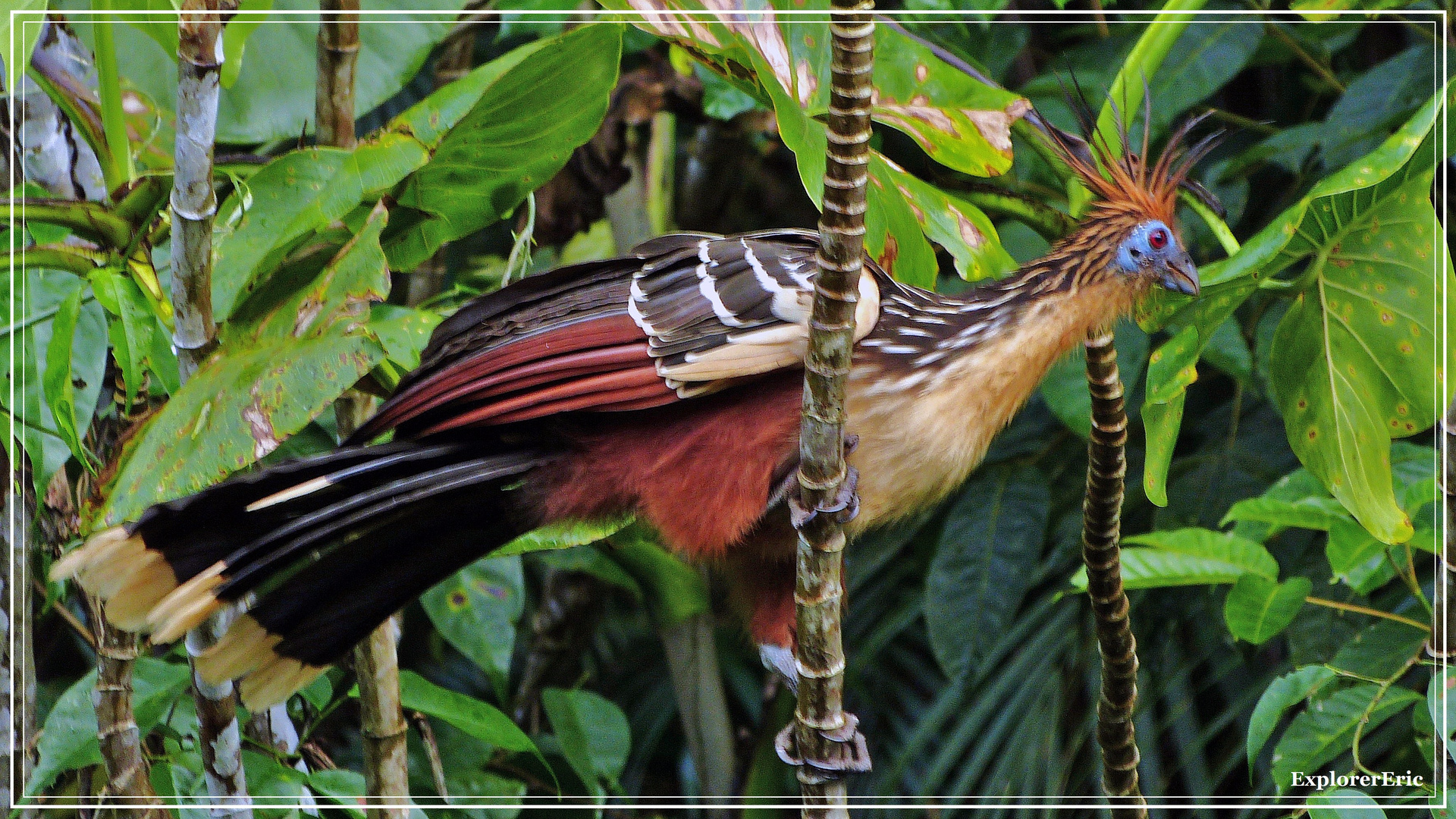 Tiere im Orinoco-Delta 6..............