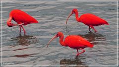 Tiere im Orinoco-Delta 7...............