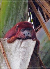 Tiere im Orinoco-Delta 8..............