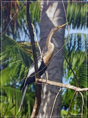 Tiere im Orinoco-Delta 9.............