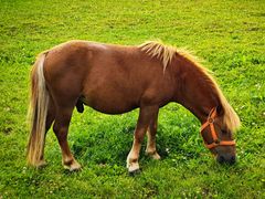 Tiere im Park