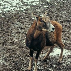 Tiere im Park