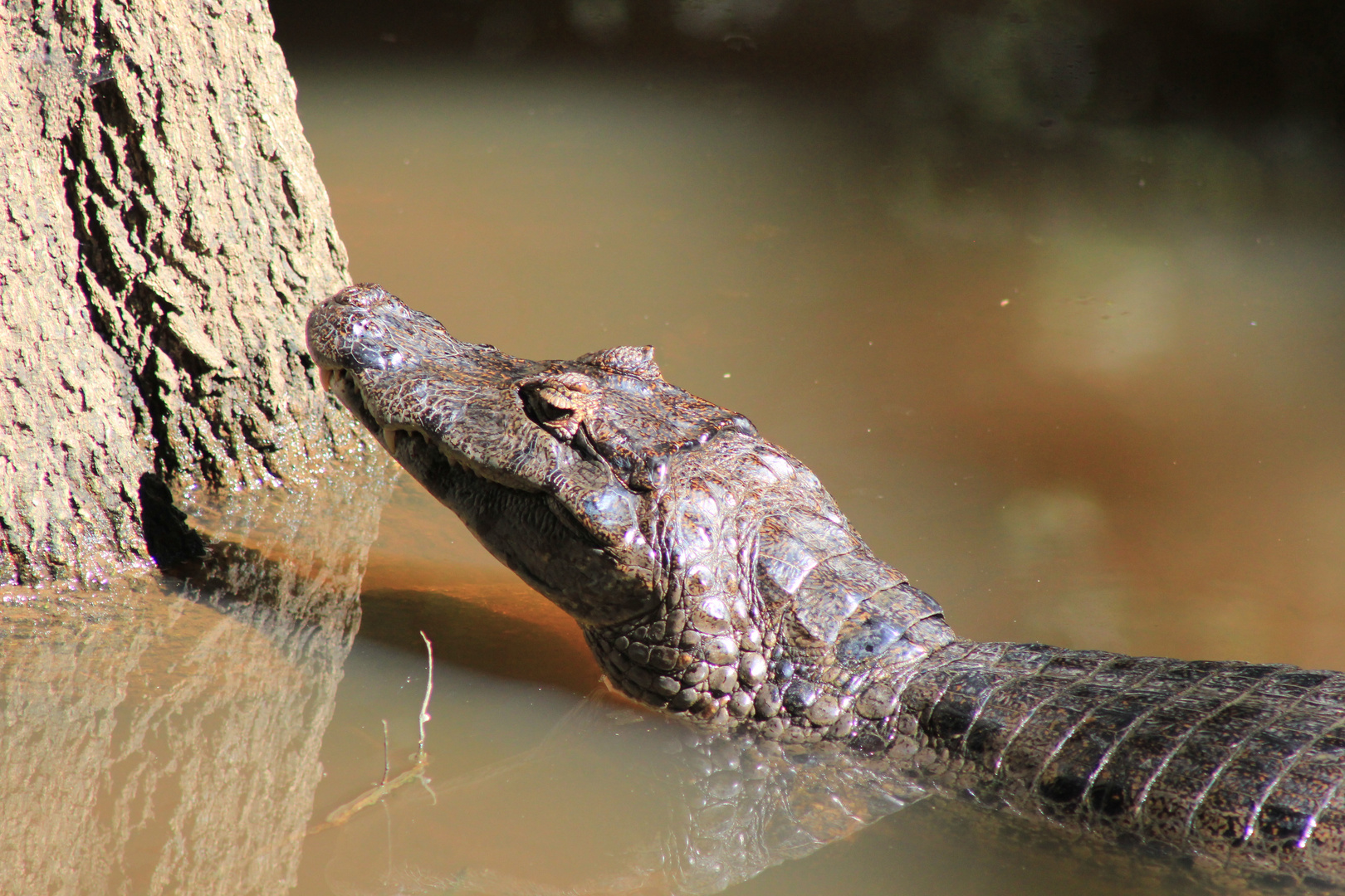 Tiere im Regenwald