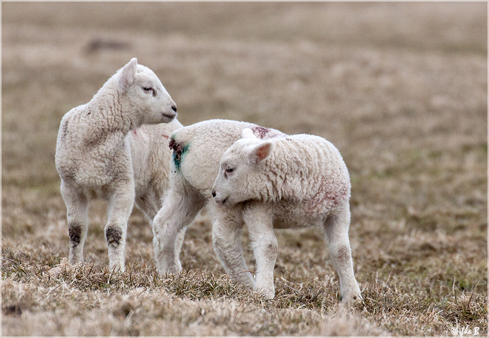 Tiere im Schmerz......