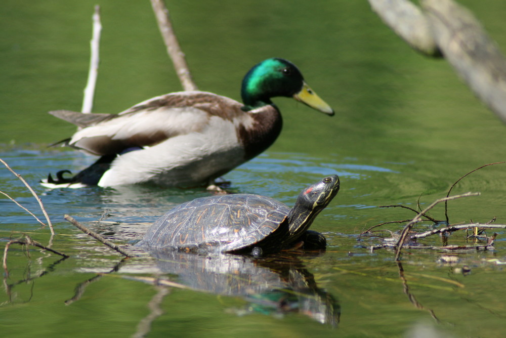 Tiere im See