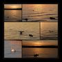 Tiere im Sonnenuntergang von Angelika Fischer - Anschie