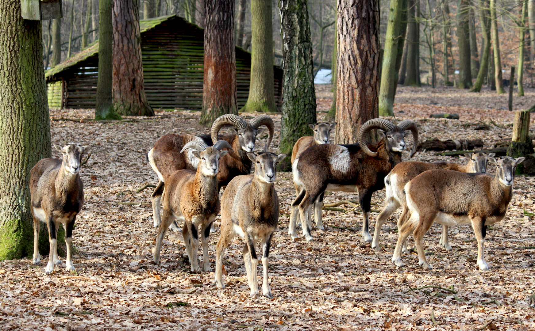 Tiere im Spandauer Forst