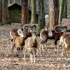 Tiere im Spandauer Forst