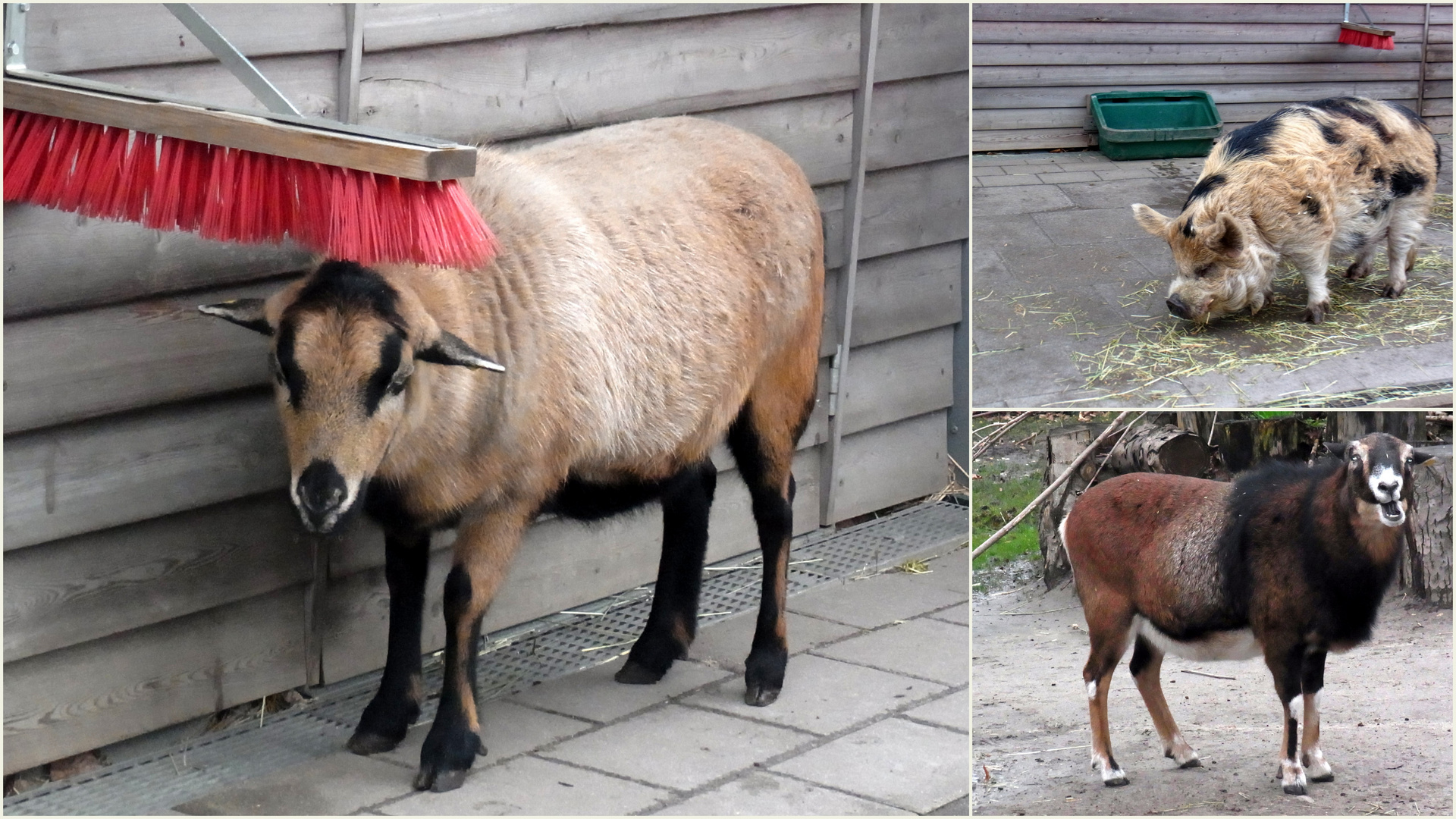 Tiere im Tierhaus der Seniorenstiftung