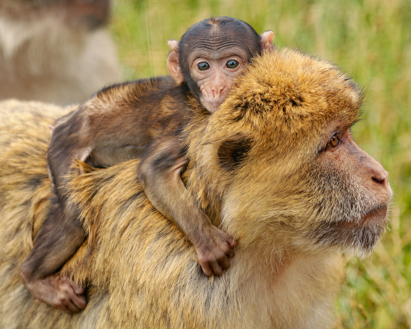 Tiere im Urlaub 