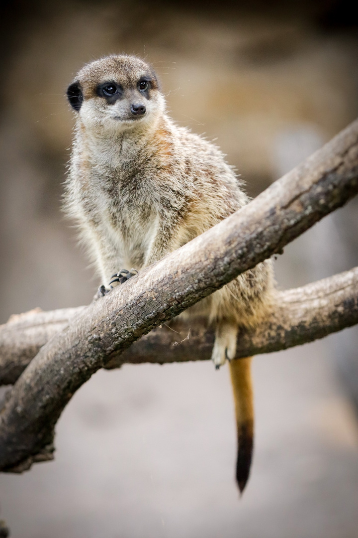 Tiere im Urlaub 