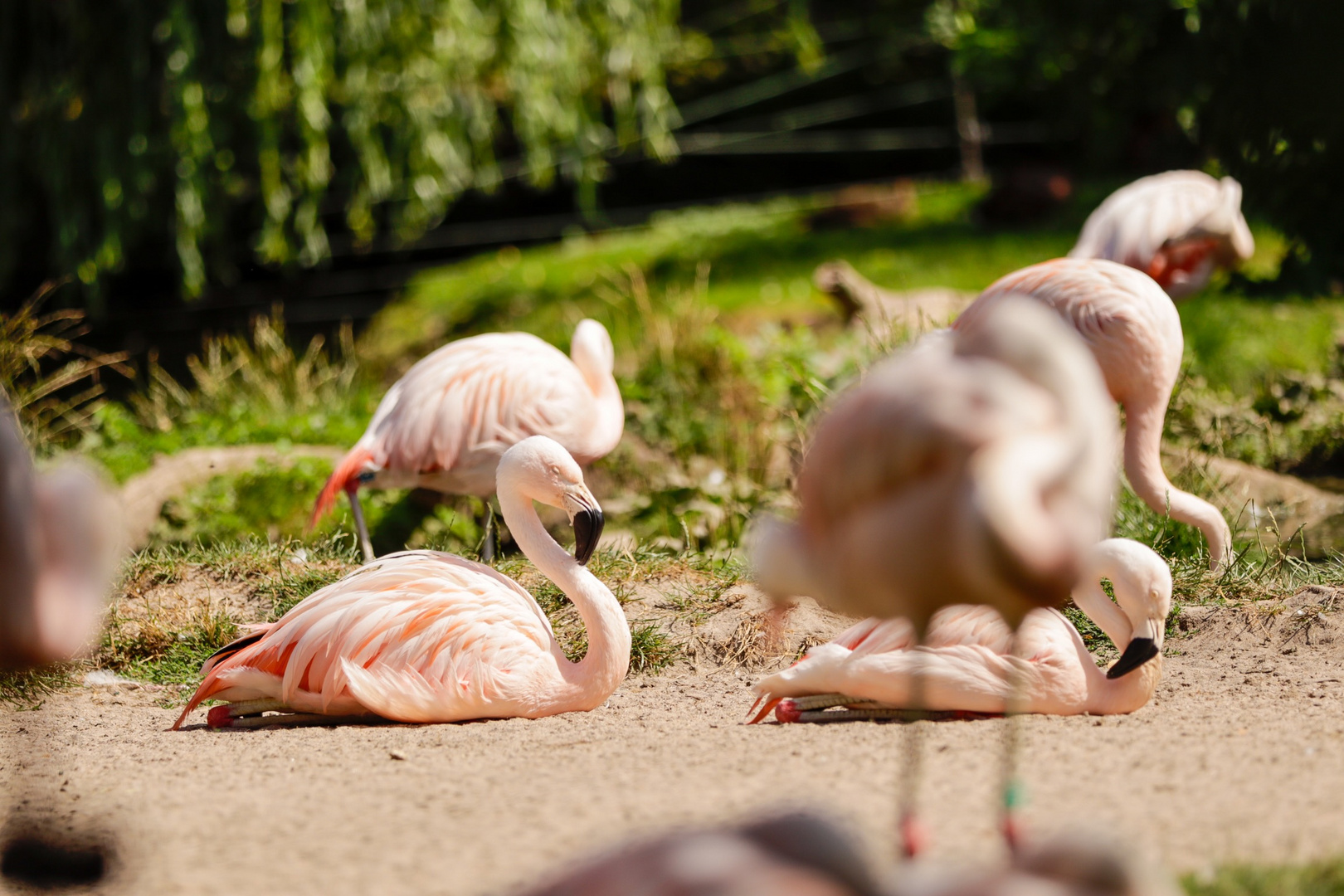 Tiere im Urlaub 