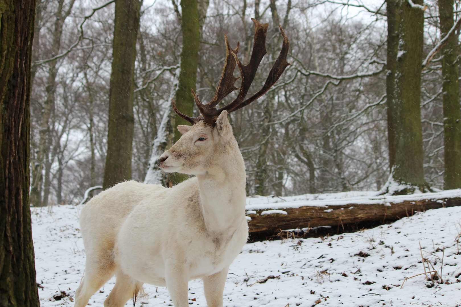 Tiere im Wald