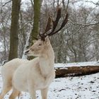 Tiere im Wald